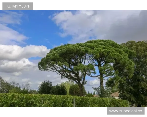奥雷利安·楚阿梅尼：波尔多时期崭露头角进入主流视野